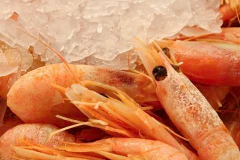 Shrimp Stock Photos