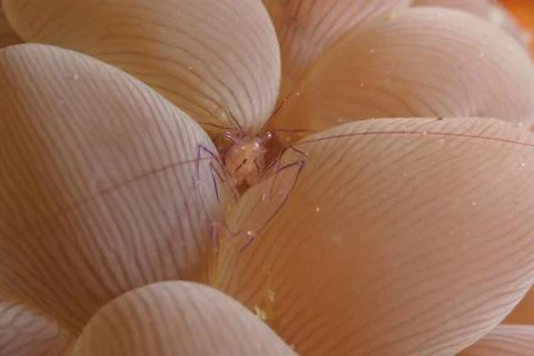 Shrimp Stock Photos