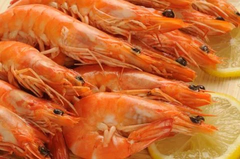 Shrimp Stock Photos