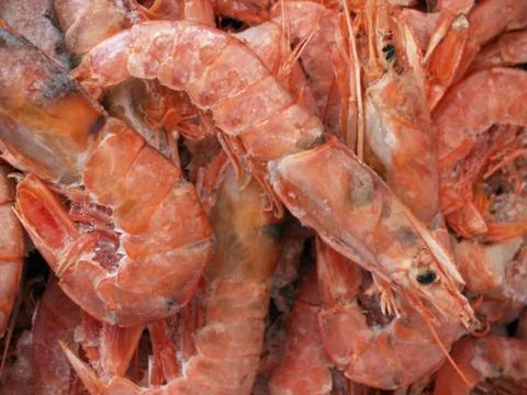 Shrimp Stock Photos