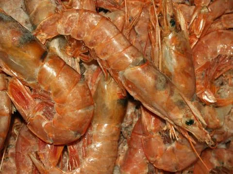 Shrimp Stock Photos