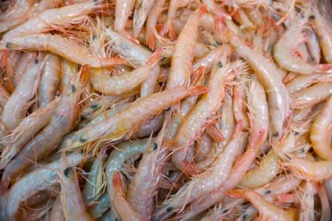 Shrimp Stock Photos