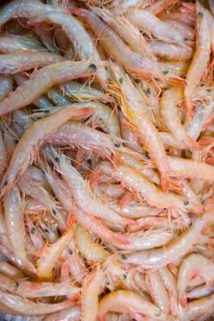 Shrimp Stock Photos