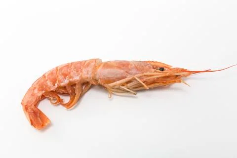 Shrimp Stock Photos