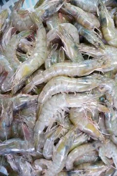 Shrimp Foto stock