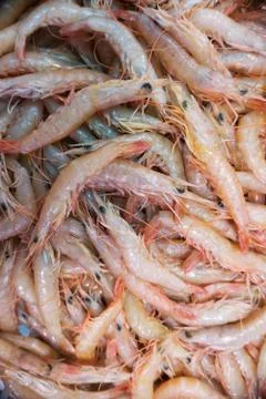 Shrimp Stock Photos