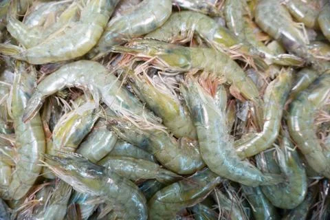 Shrimp Stock Photos