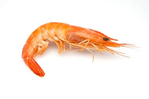 Shrimp Stock Photos