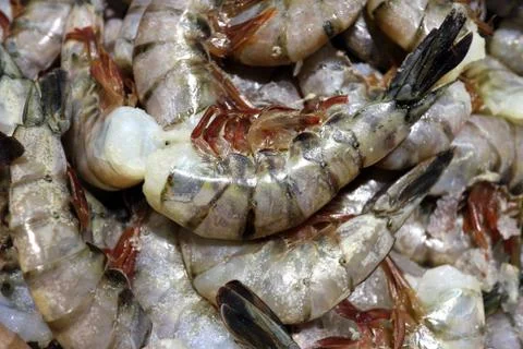 Shrimp Stock Photos