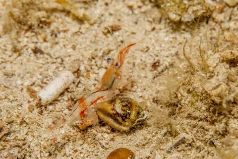 Shrimp Stock Photos