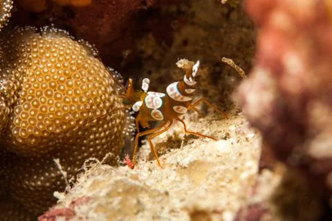 Shrimp Foto stock