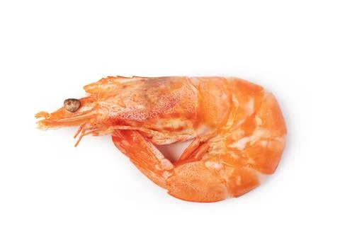 Shrimp Stock Photos