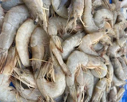 Shrimp Stock-Fotos