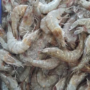 Shrimp Foto stock