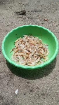 Shrimp Stock-Fotos
