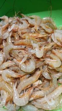 Shrimp 스톡 사진