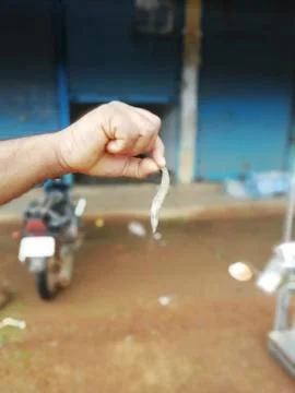A shrimp picked by a man Stock Photos