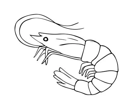 Shrimp prawn sketch, linear drawing. Hand-drawn seafood  illustration for a.. Stock Illustration