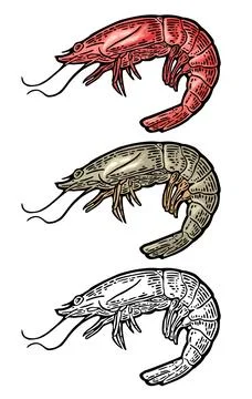 Shrimp raw isolated on white. Vector vintage engraving Stock Illustration