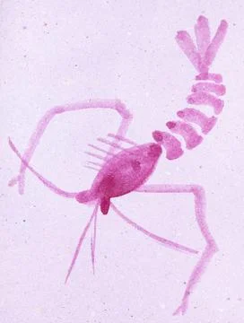 Shrimp on red colored paper Illustrazione stock