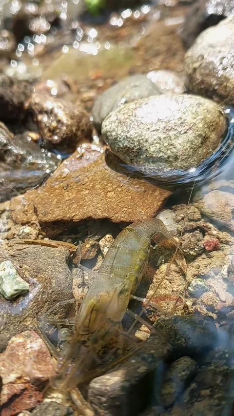 Shrimp on the river Stock Footage 272562523