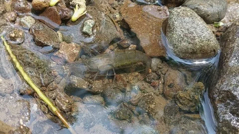 Shrimp river footage Stock Footage 272531613