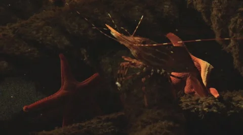 Shrimp on a Rock Stock-Footage 8561009