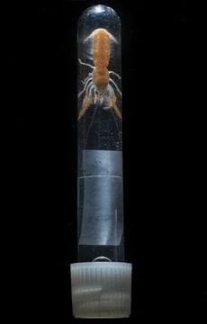 Shrimp sample Stock Photos