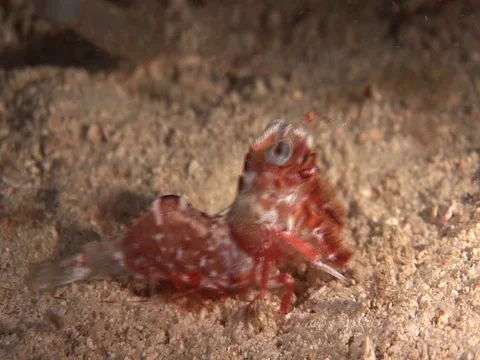 Shrimp in sand Stock Footage 98703682