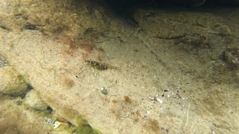 Shrimp on the seabed Stock Footage 133049555