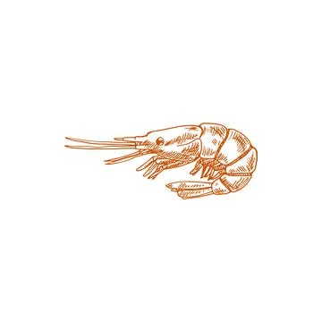 Shrimp shellfish crustaceans isolated prawn sketch Stock Illustration