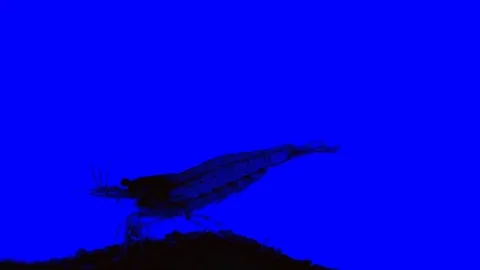 Shrimp Silhouette Green Sreen effect Vídeos de archivo 104570084