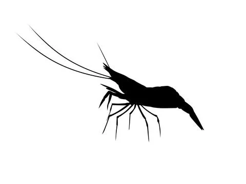 Shrimp silhouette isolated Stock Illustration