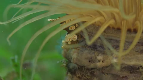 Shrimp is sitting on anemone Stock Footage 138973902