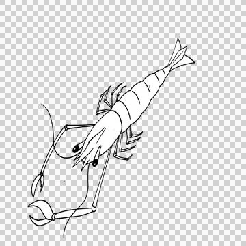 Shrimp on sketch Stock Illustration