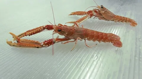 Shrimp on the table Video stock 46390019