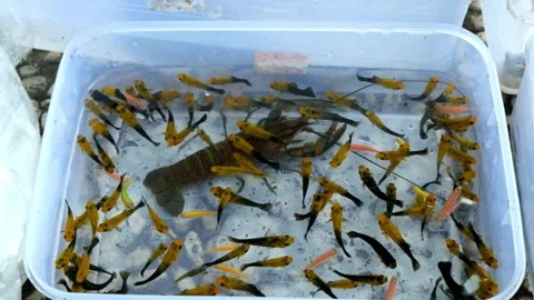 Shrimp trapped in fish box Stock Footage 276490570