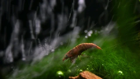 Shrimp under a stream of bubbles in the aquarium macro Stock Footage 118255512