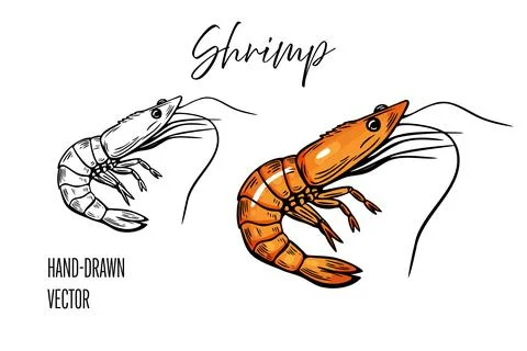 Shrimp vector art  hand drawn shrimp in color and outline Stock Illustration