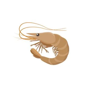 Shrimp vector illustration in flat design isolated on white background. Stock-Illustration