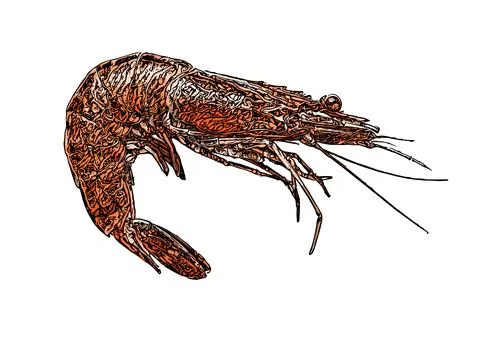 Shrimp vector Illustration Stock Illustration