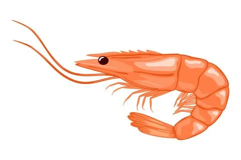 Shrimp vector illustration Stock Illustration