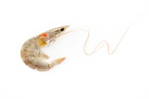 Shrimp on white Stock Photos
