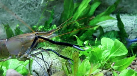 Shrimp1 1 Stock Footage 7756009