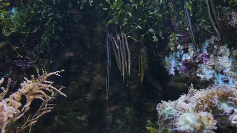 Shrimpfish or Razorfish Stock Footage 211190990