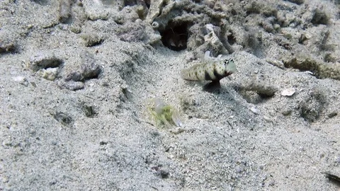 Shrimpgoby and shrimp on sand Stock Footage 84582966
