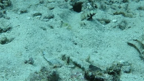 Shrimpgoby  and  shrimp on sand Stock-Footage 84583192