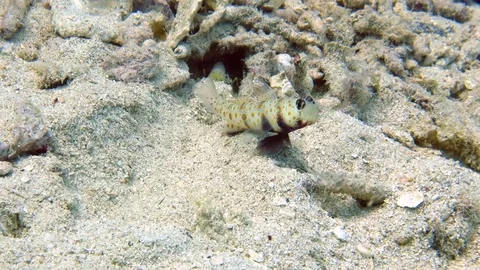 Shrimpgoby  and  shrimp on sand Stock-Footage 84583311