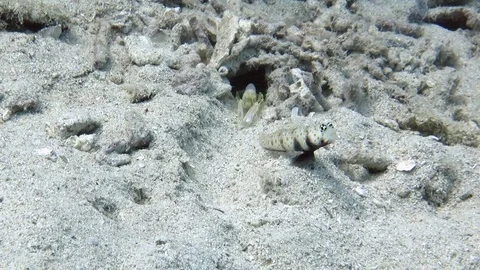 Shrimpgoby  and  shrimp on sand Stock Footage 84583317