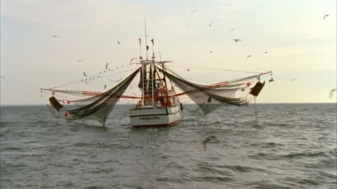 Shrimping Stock Footage 85956517